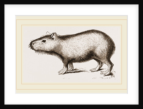 Capybara by Anonymous