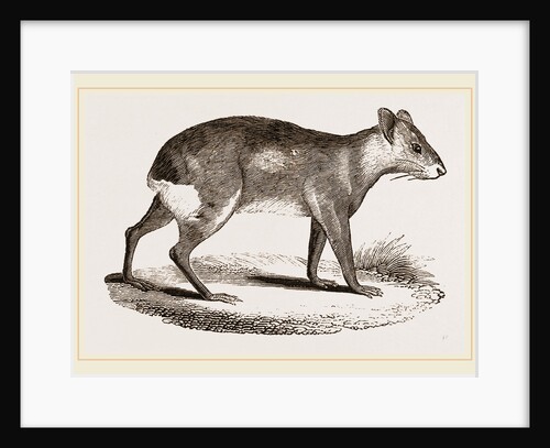 Patagonian Cavy by Anonymous
