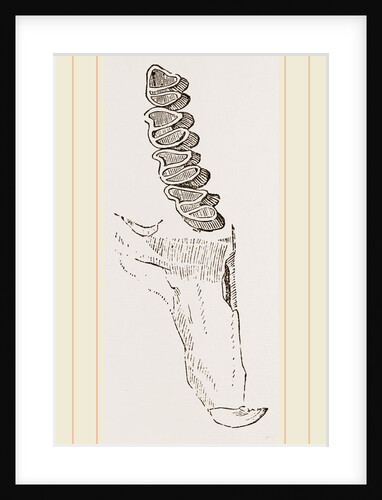 Teeth of Guinea Pig by Anonymous