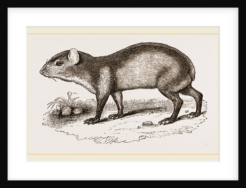 Black Agouti by Anonymous