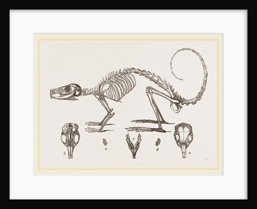 Skeleton and Skull of Cavier's Lagotis by Anonymous