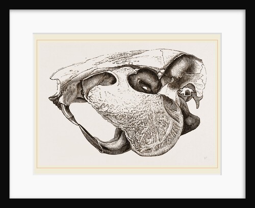 Skull of Paca by Anonymous