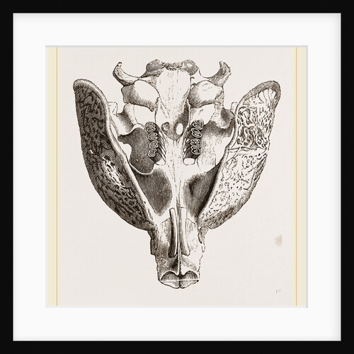 Upper jaw of Paca by Anonymous
