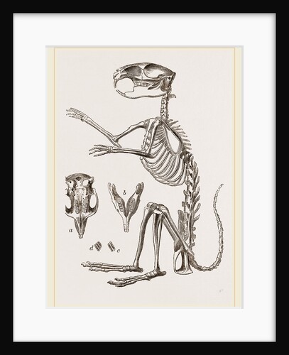 Skeleton of Viscacha by Anonymous