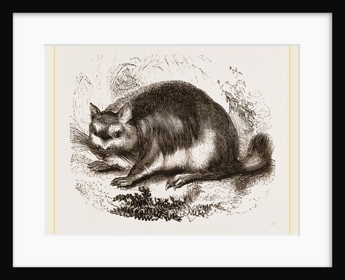 Viscacha by Anonymous