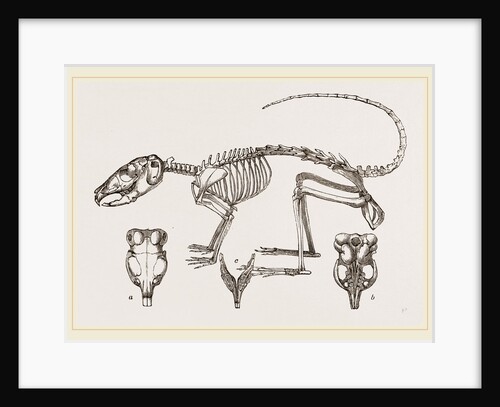 Skeleton of Chinchilla by Anonymous