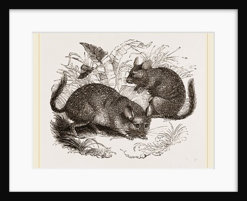 Chinchilla by Anonymous