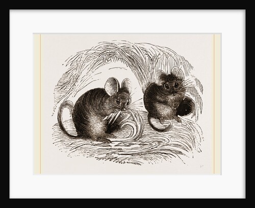 Chinchilla by Anonymous