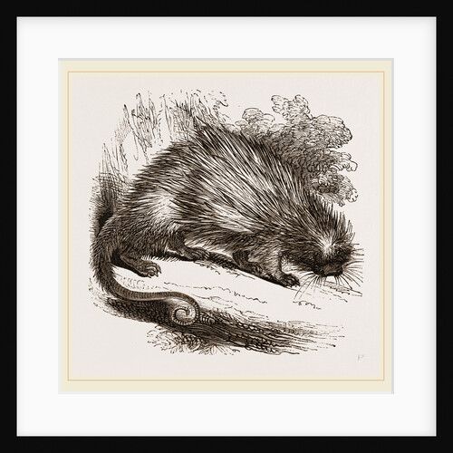 Brazilian Porcupine by Anonymous