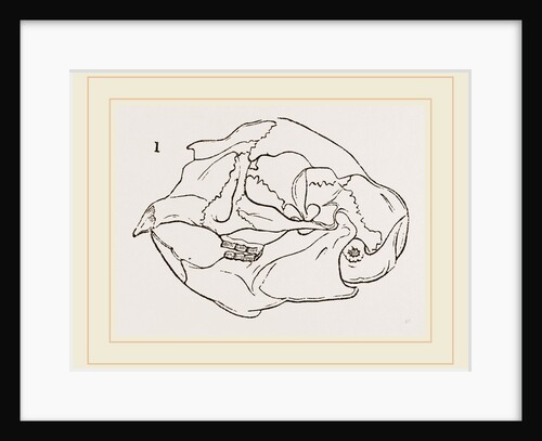 Skull of Acanthion Javanicum by Anonymous