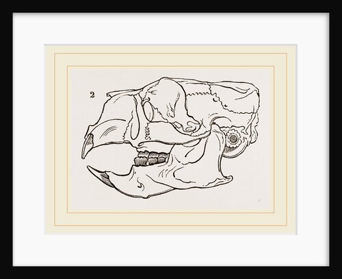 Skull of Common Porcupine by Anonymous