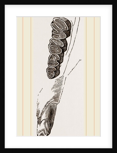 Teeth of Coypu by Anonymous