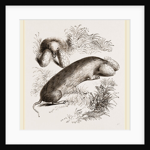 Canada Sand-Rat by Anonymous