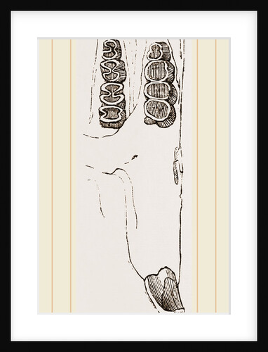 Teeth of Canada Sand Rat by Anonymous