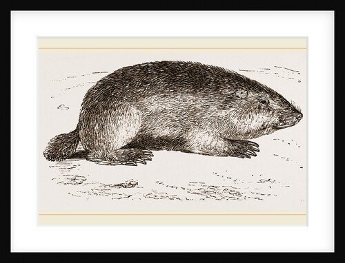 Coast-Rat by Anonymous