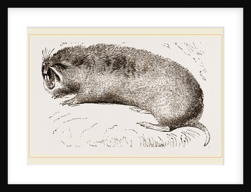 Camas Pouched-Rat by Anonymous