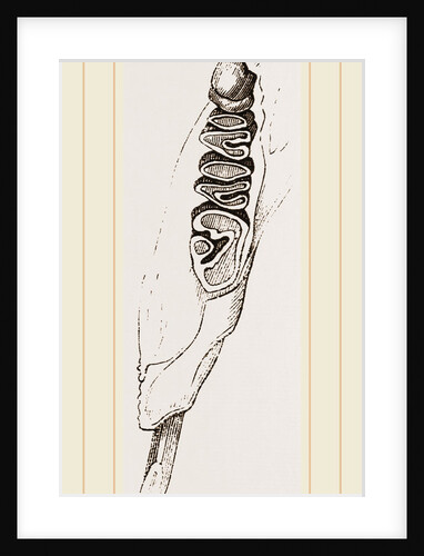 Teeth of Coast rat by Anonymous