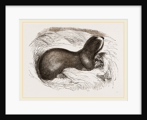 Mole-rat by Anonymous