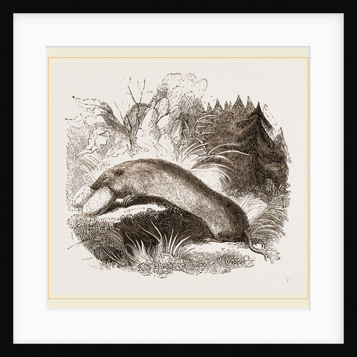 Canada Sand-rat by Anonymous