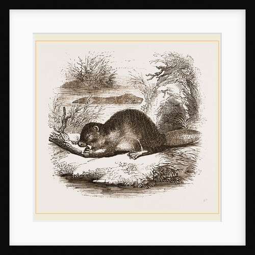 Beaver by Anonymous