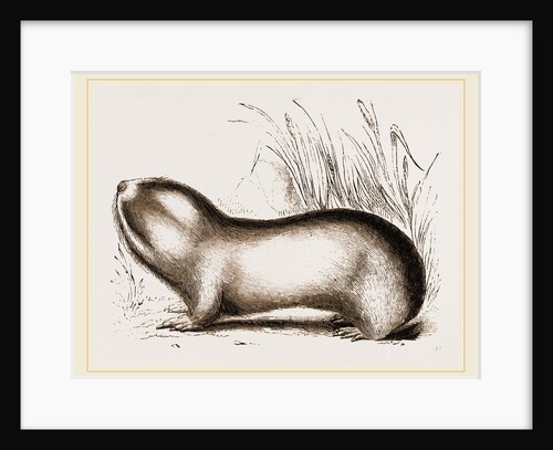 Mole Rat by Anonymous