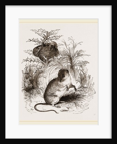 Harvest Mouse by Anonymous
