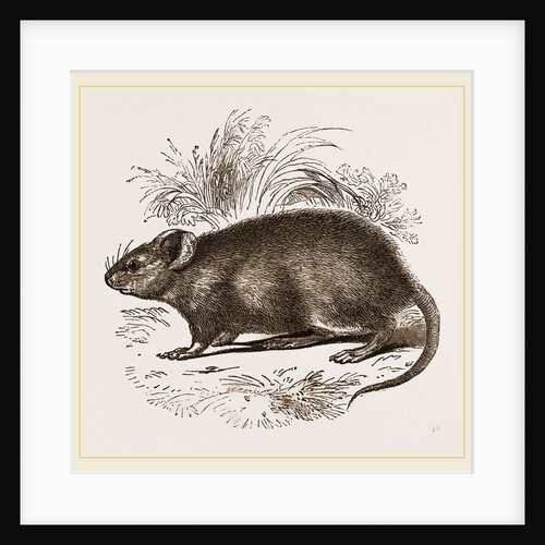 Caffre Broad-eared Rat by Anonymous
