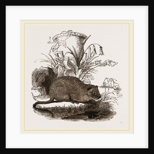 Water-Rat by Anonymous