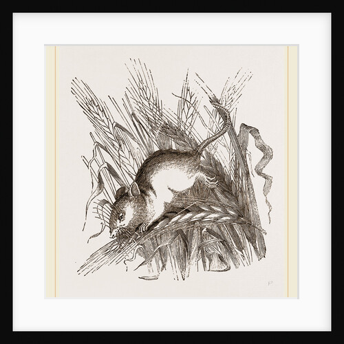 Harvest Mouse by Anonymous
