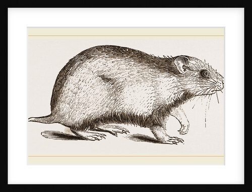 Hamster by Anonymous