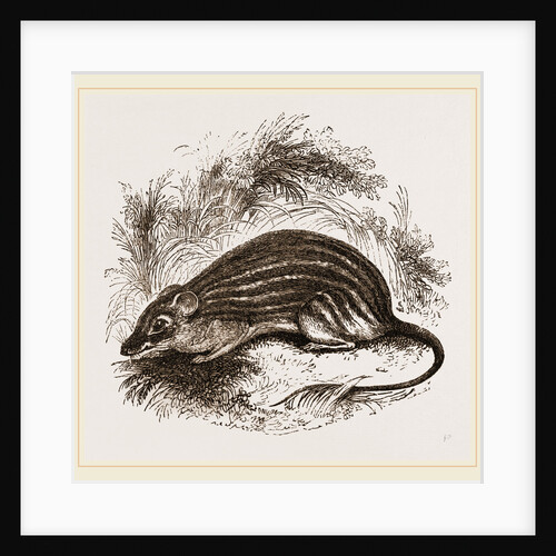 Barbary Mouse by Anonymous