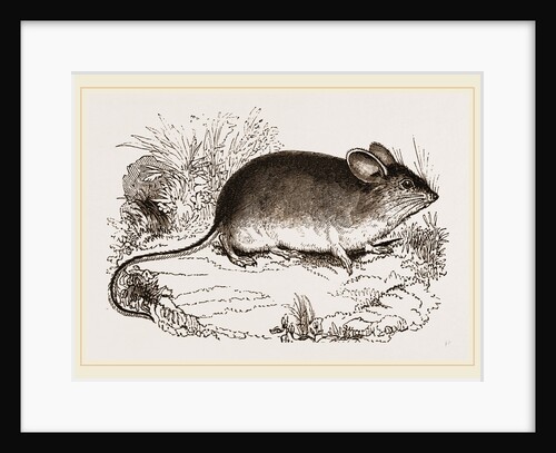 Darwin's Mouse by Anonymous