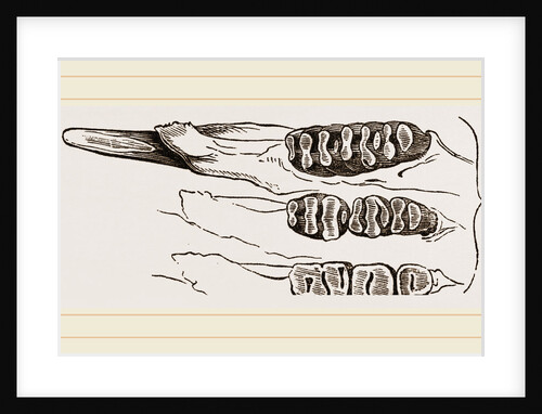 Teeth of Common Mouse by Anonymous