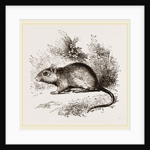 Burton's Gerbille by Anonymous