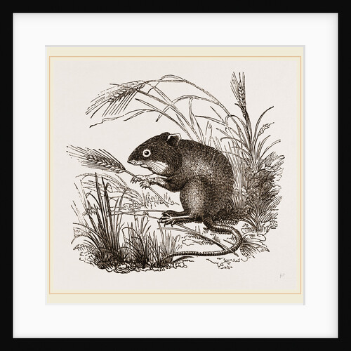 Teeth of Common Mouse by Anonymous