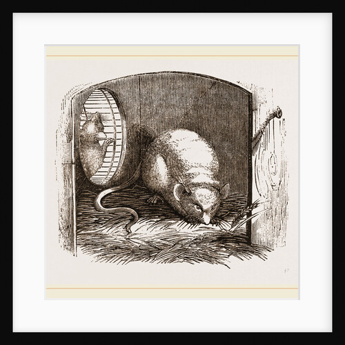 Common Mouse by Anonymous