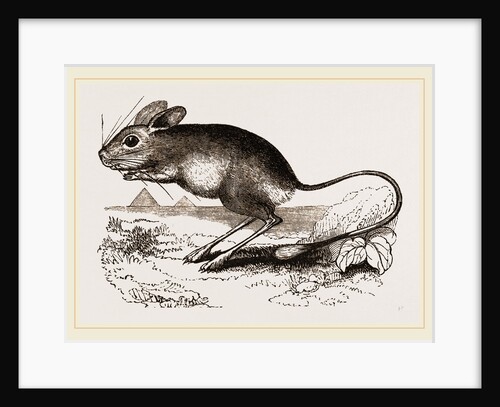 Egyptian Jerboa by Anonymous