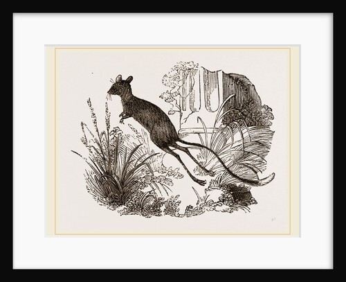 Egyptian Jerboa by Anonymous