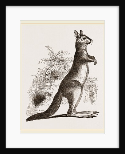 Cape Leaping Hare by Anonymous