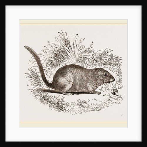 Common Dormouse by Anonymous