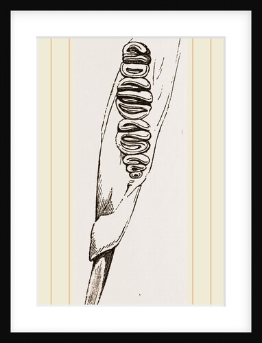 Teeth of Dormouse by Anonymous