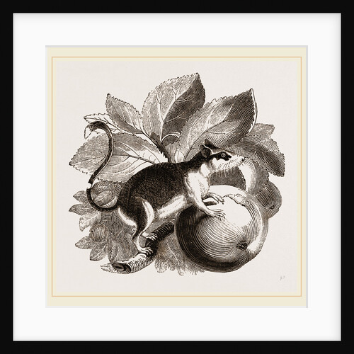 Lerot or Garden Dormouse by Anonymous