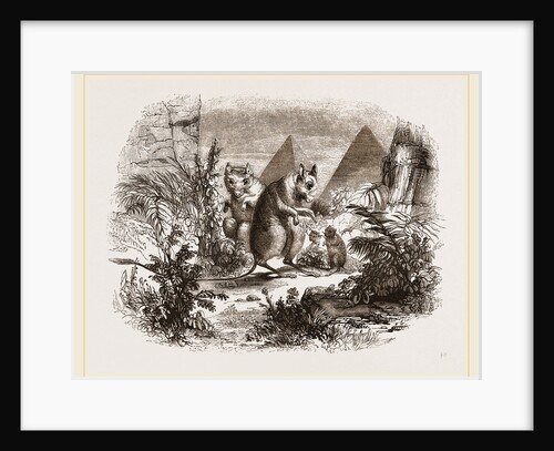 Egyptian Jerboas by Anonymous