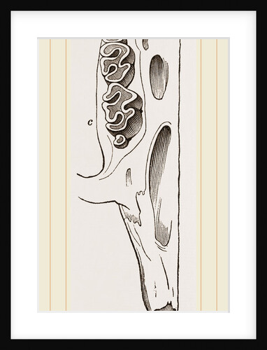 Teeth of Alactaga by Anonymous