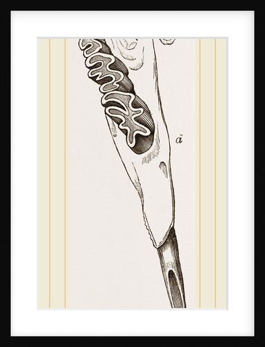 Teeth of Alactaga by Anonymous
