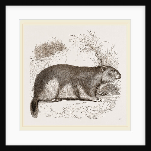 Alpine Marmot by Anonymous