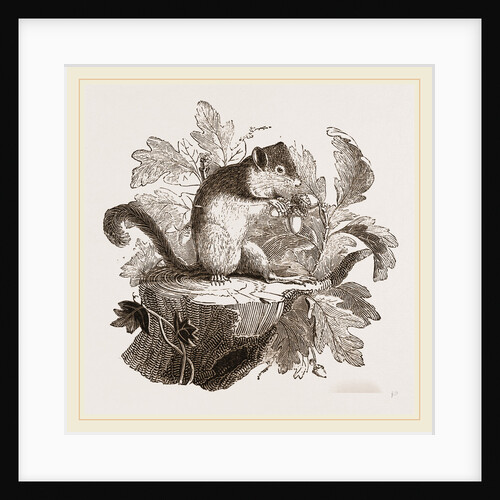 Common Dormouse by Anonymous