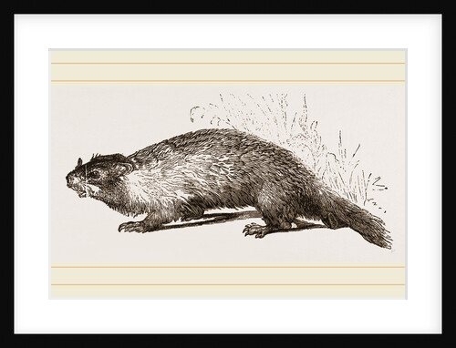 Quebec Marmot by Anonymous