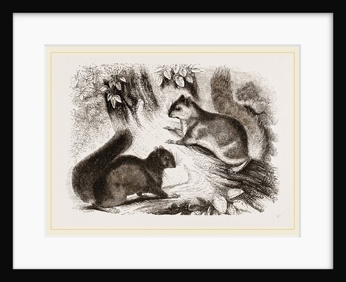 Northern Grey and Black Squirrel by Anonymous
