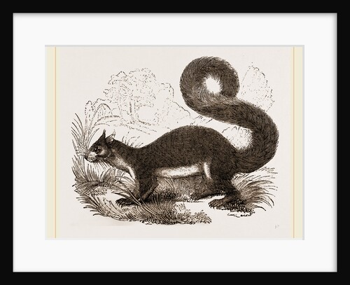 Malabar Squirrel by Anonymous